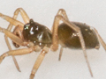 Oedothorax apicatus
